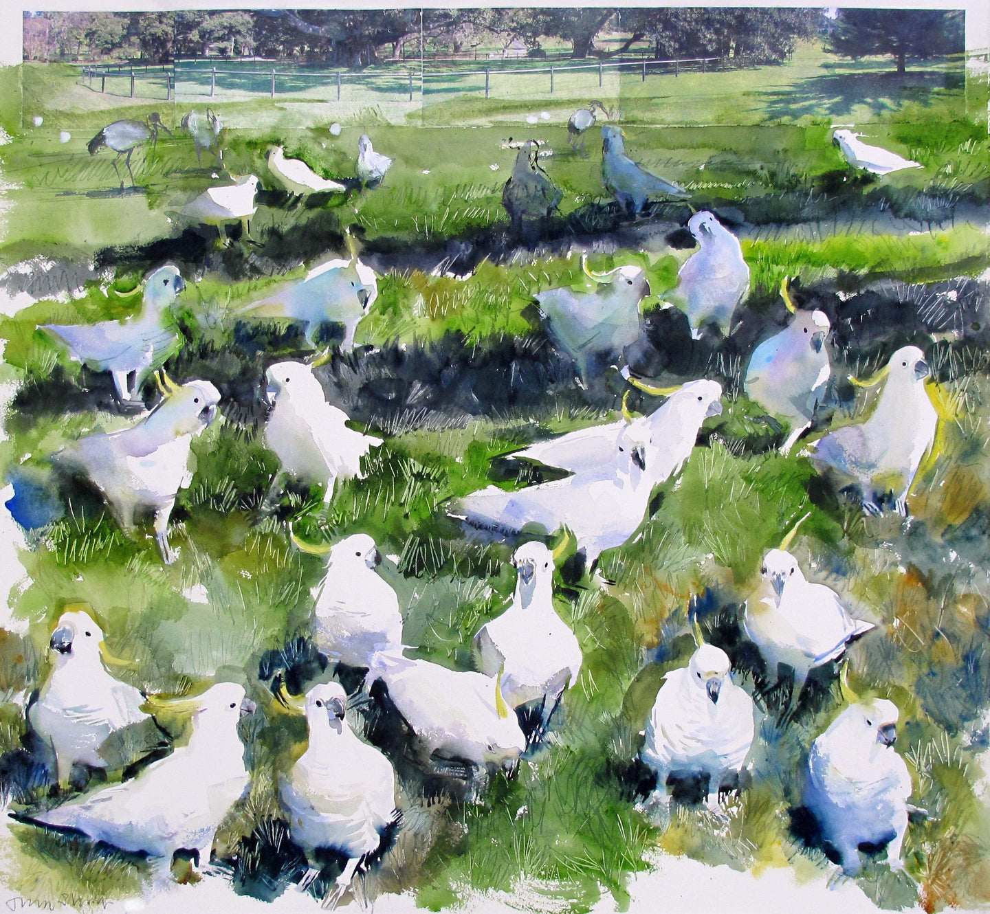 Sulphur Crested Cockatoos For Sale - John Short Irish Visual Artist