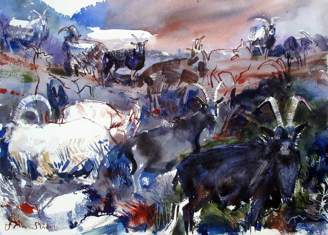 Feral Goats For Sale - John Short Irish Visual Artist