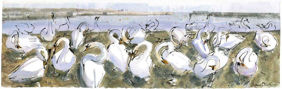 Swans For Sale - John Short Irish Visual Artist